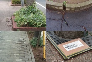 植栽根の歩道への侵入例