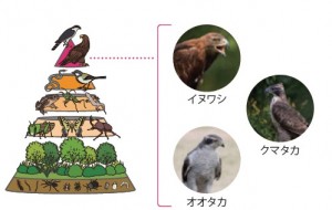 図-1　生態系ピラミッド