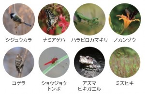 図-6　都市地域での対象例