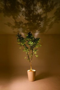 17626_1_giGtyXtaGw forestarium