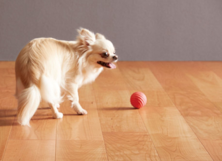 愛犬にやさしい天然木仕上げのマンション用直貼り防音フローリングが新発売