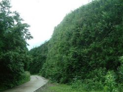 緑化テールアルメ工法の詳細