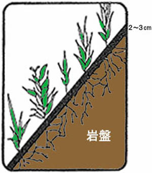 土壌菌永久緑化工法の写真