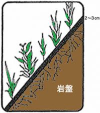 土壌菌永久緑化工法の詳細