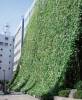 超大型緑のカーテン