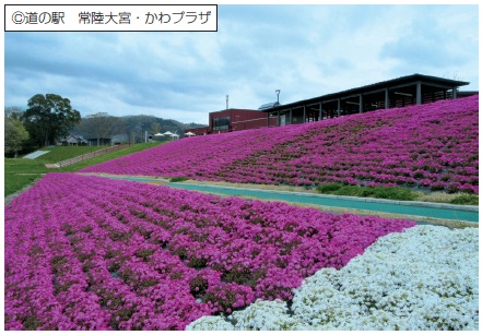 ザバーン防草シート／RCF防根・防竹シート｜植生用材｜株式会社