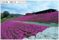 RCF防根テープ