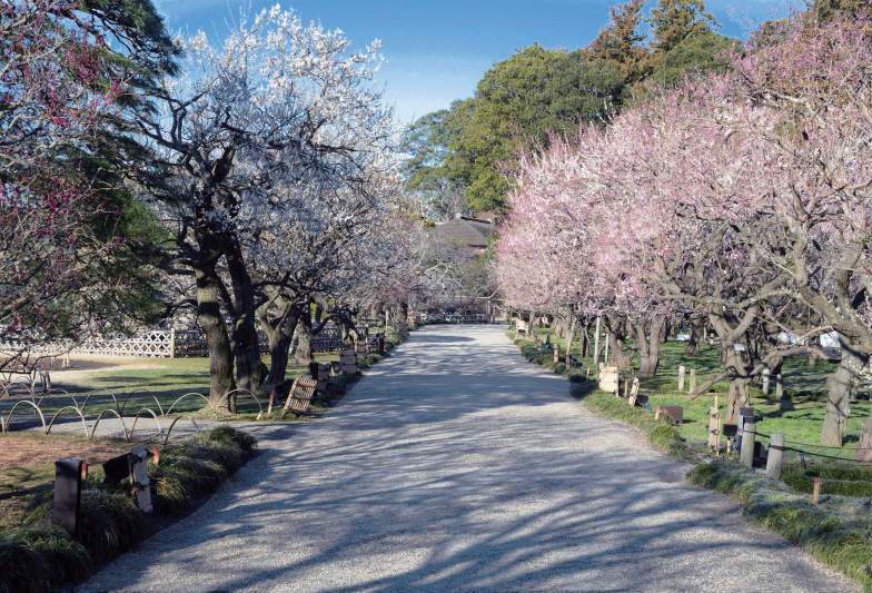 グラベルフィックス プロ