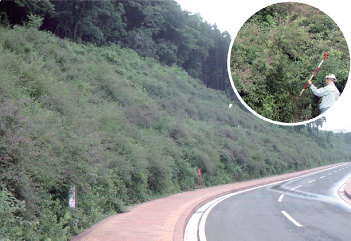 斜面樹林化工法／原風景緑化工法