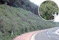 斜面樹林化工法