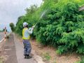 アトラクティブを用いた、特定外来生物（陸生植物）オオキンケイギク、 オオハンゴンソウ、アレチウリ、ナルトサワギクの防除工法