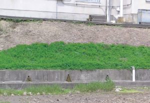 法面の傾斜地による土壌吸着性