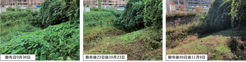 グリーンインプールDF+ブラスコンM液剤(ホルモン剤)による特定外来生物(植物)の除草技術