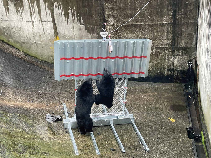 クマ侵入防止柵