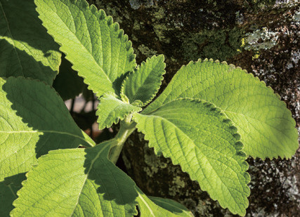 【写真- 1 Plectranthus barbatus の葉】