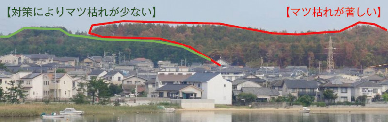 写真-3 マツ枯れ対策の有無