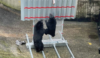 クマ対策