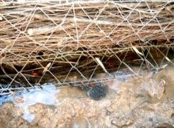 粗朶ふとん籠の詳細