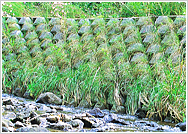 フラワーストーンの詳細