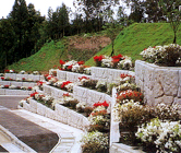 グリーンカップの詳細