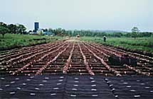 メッシュタイプ繊維系ネット ストレッチファイバーの詳細