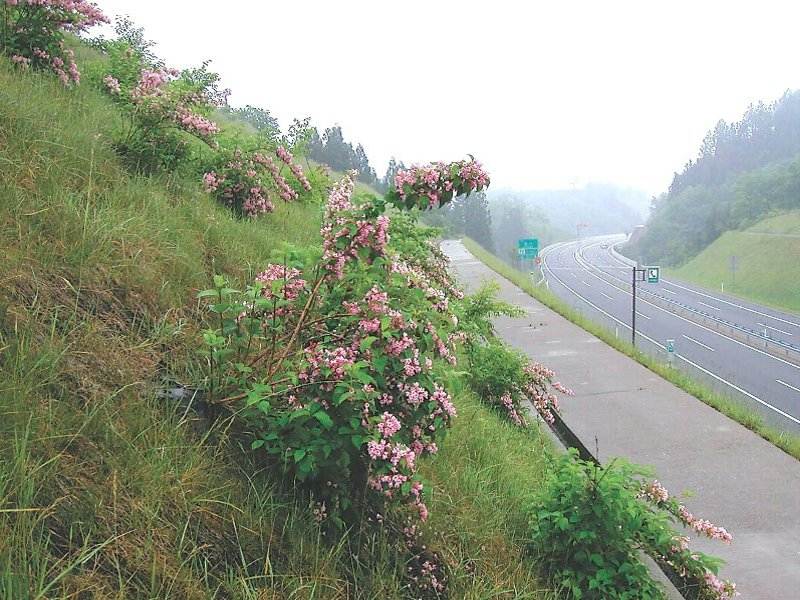 EG植栽パック