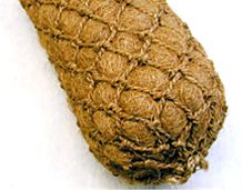 バイオログの詳細