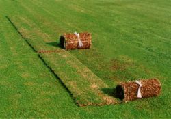 エルトロEロールの詳細