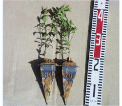 ネイルポット5.0の詳細