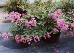 サマーアンドサマーの詳細