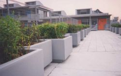 キングプランターの詳細