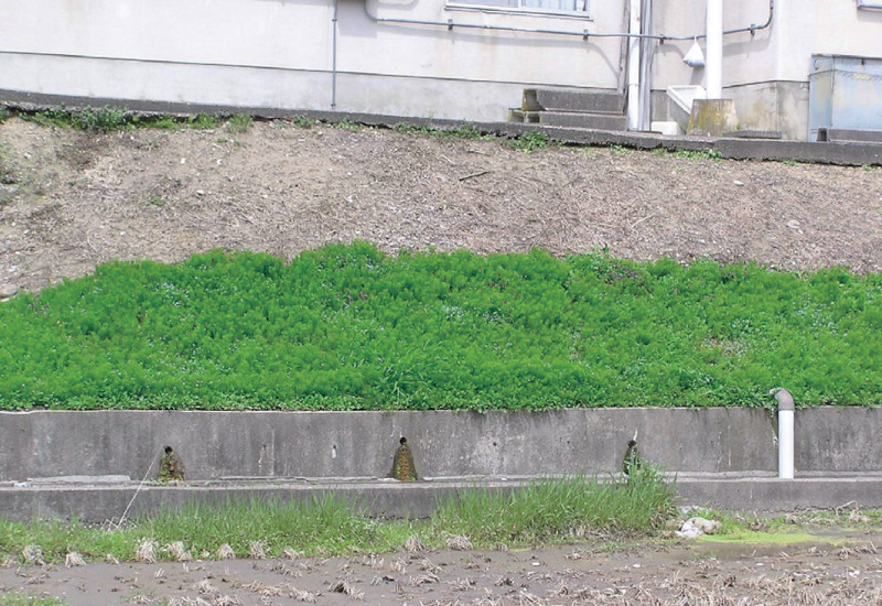 農薬 カペレン粒剤 2.5