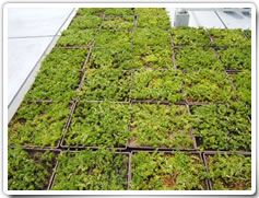 ベジルーフユニットシステム500の詳細