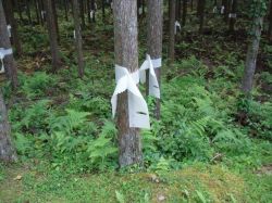 ウィリーGPの詳細