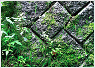 アニーヴンポーラススプリットン