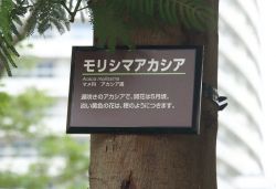 緑の名札 樹名札(樹脂ベース)の詳細