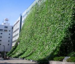 超大型緑のカーテンの詳細