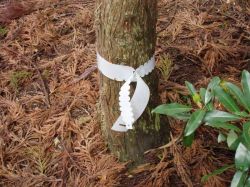 ウィリーGPハーフタイプの詳細