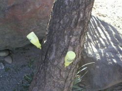 マツガードの詳細