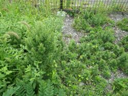 グリーンフィールドの詳細