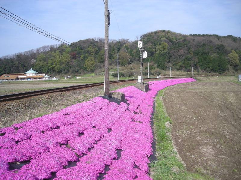 彩植兼美