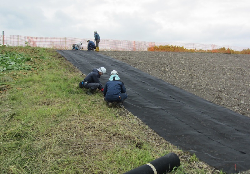イタドリ根っ止