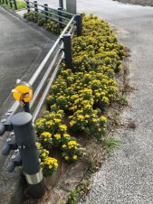 菌根イソギクによる生きた防草緑化工法の詳細