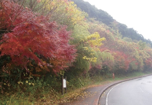 斜面樹林化工法