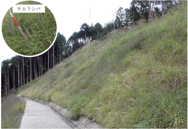 原風景緑化工法の詳細