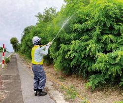 サーベルDFを用いたイタチハギ、クズ、ニセアカシア、ギンネム等への防除工法