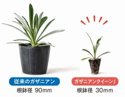 ガザニアンクイーンJの詳細