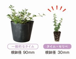 タイム・セリペ(SELIPE)の詳細