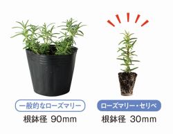 ローズマリー・セリペ(SELIPE)の詳細