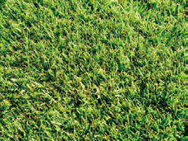 センスグリーン デラックス芝丈28mmの詳細